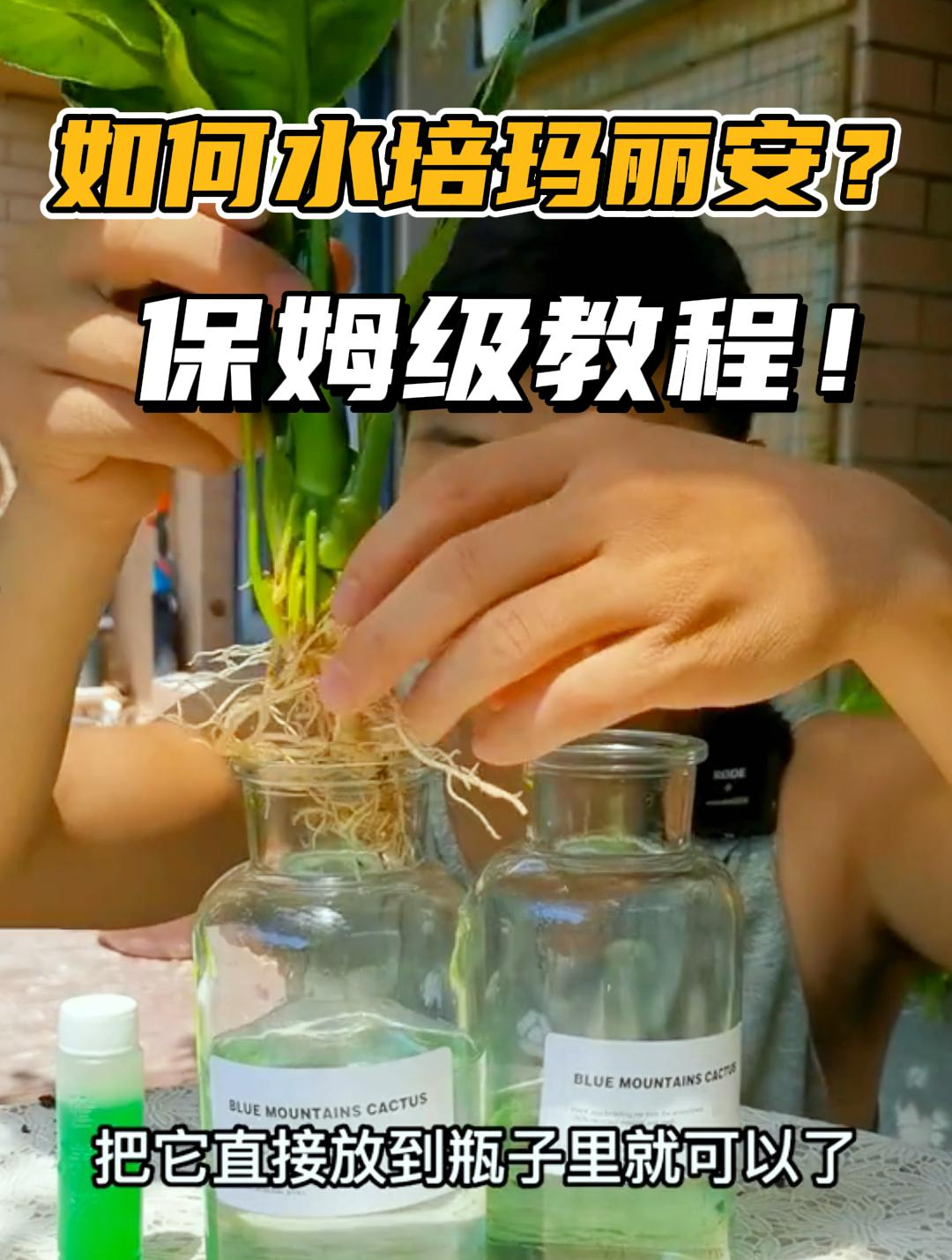 玛丽安水培有“门道”,千万不要“乱养”!这3个禁忌要注意~