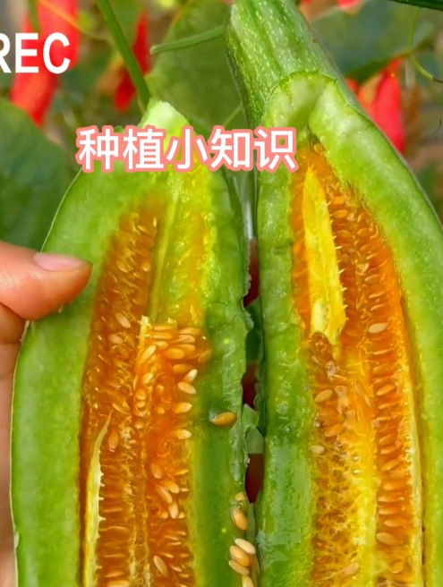 “蔬菜之乡”吃瓜也在行,寿光羊角蜜爆红,闻着香咬着脆吃着甜!