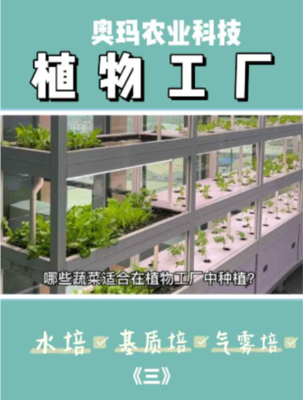 水培植物工厂适合种植哪些蔬菜作物