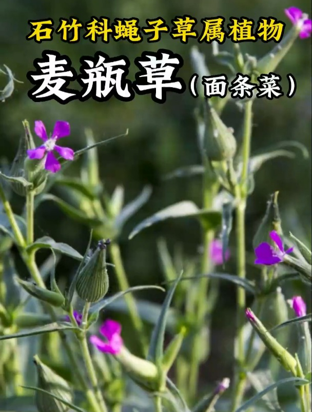 你喜欢吃面条菜吗?面条菜学名是麦瓶草,有很高的价值