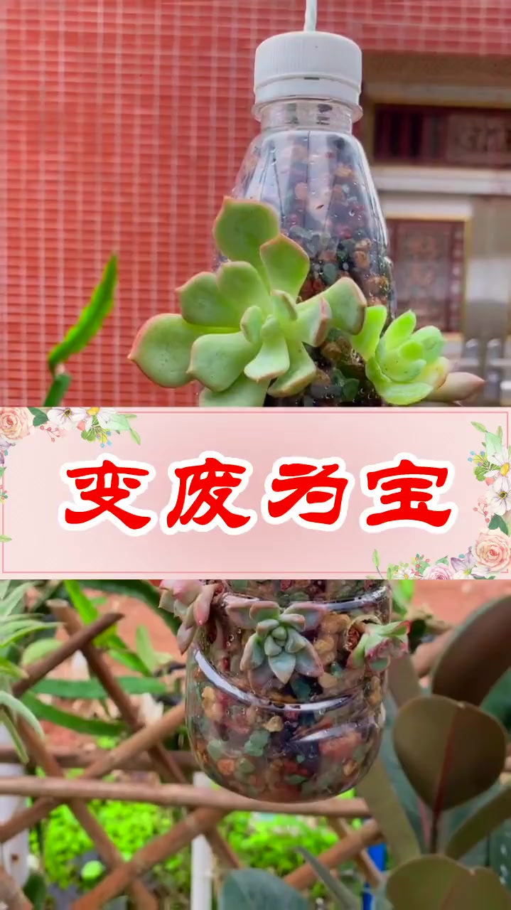 既简单又美观!用矿泉水瓶种出高颜值多肉,挂在家里太好看啦