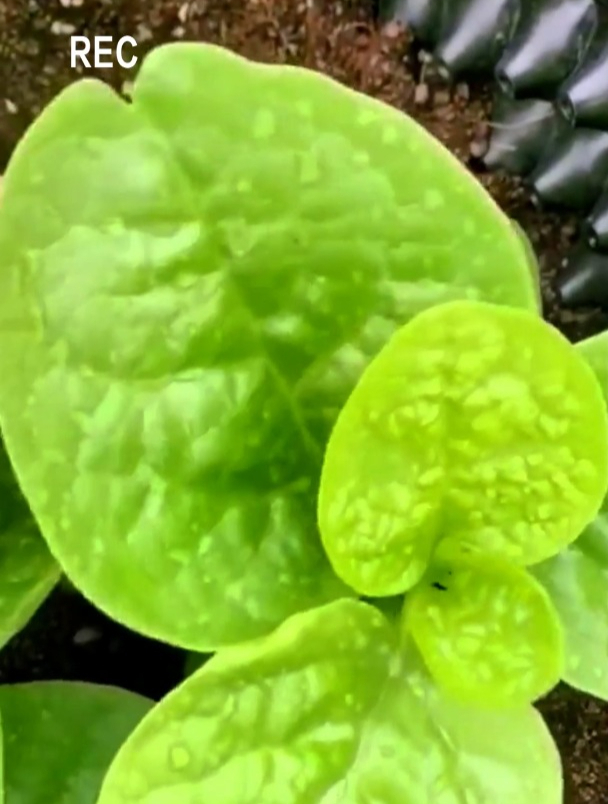 新宠蔬菜大叶“木耳菜”,鲜香美味赛猪耳,富含钙铁能量!