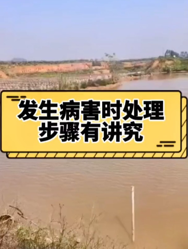 发生病害时处理步骤有讲究 水产养殖 四大家鱼养殖 花白鲢养殖