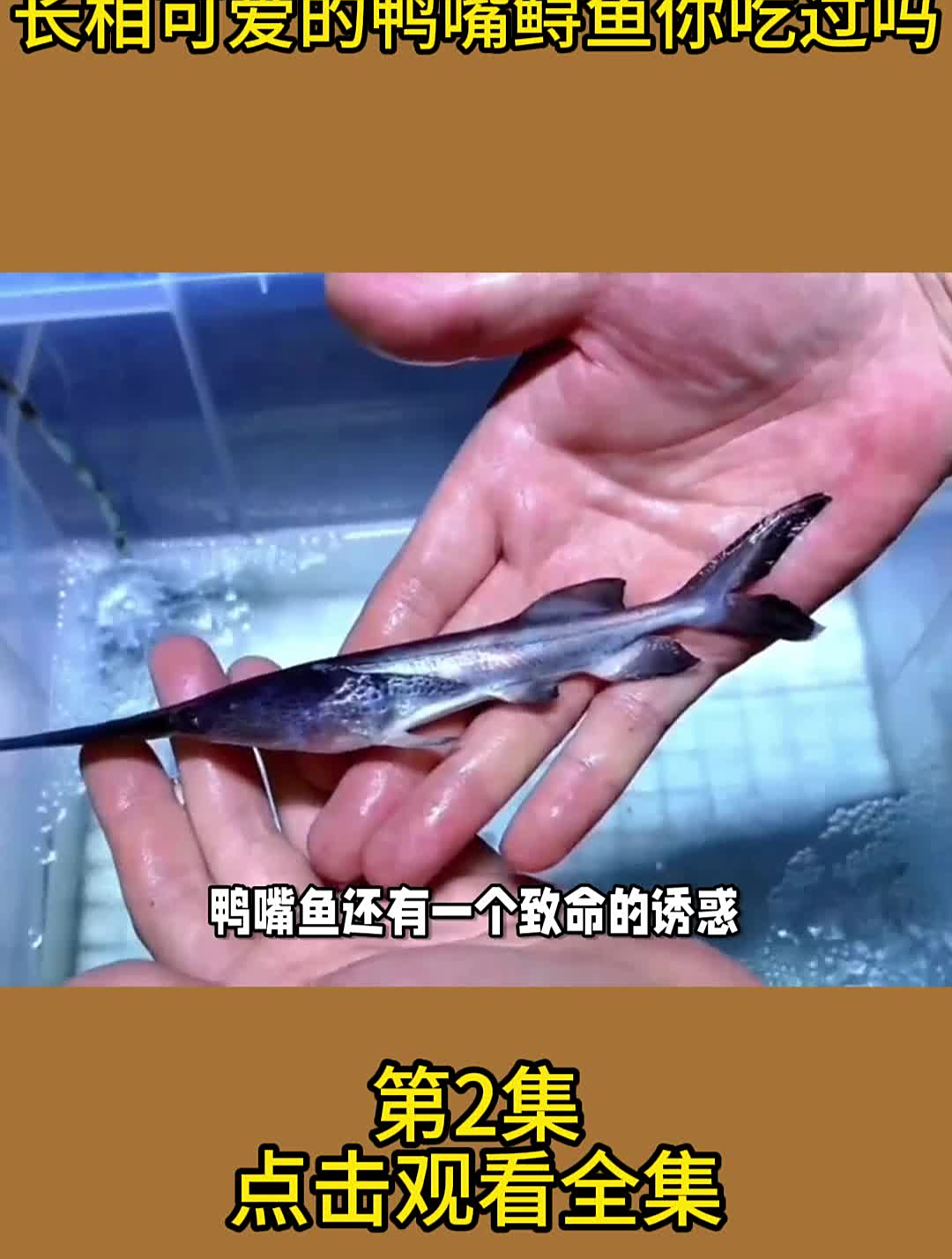 长相可爱的鸭嘴鲟鱼你吃过吗