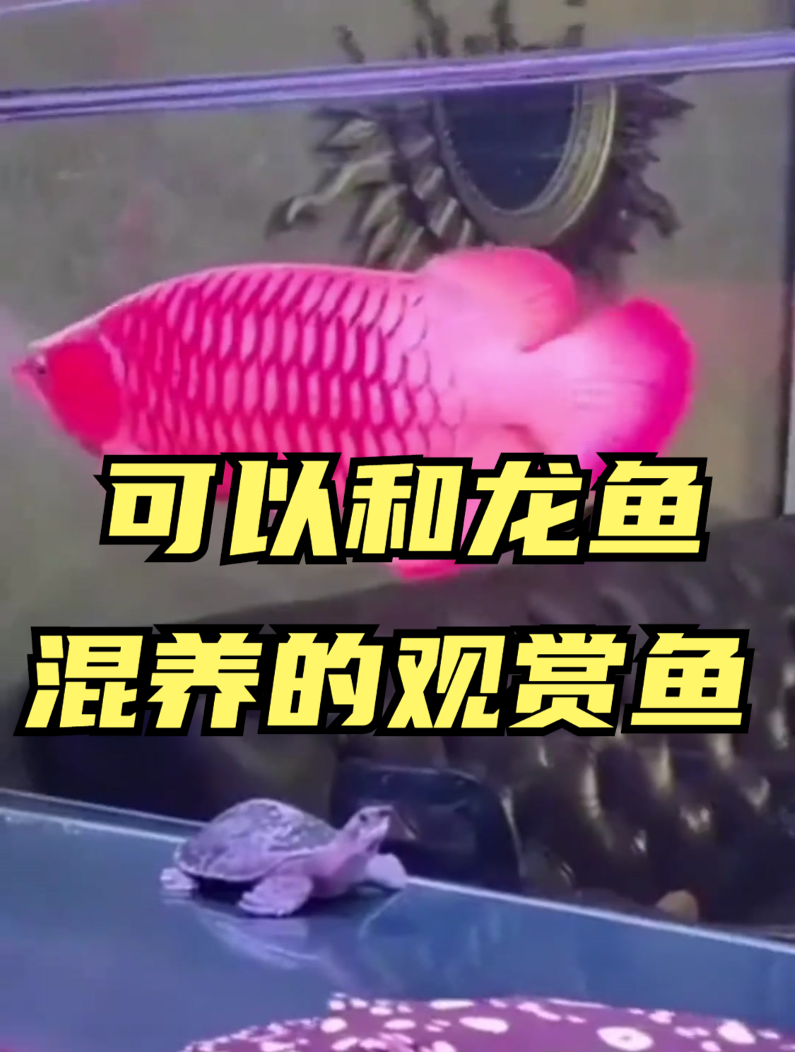 可以和龙鱼一起混养的观赏鱼