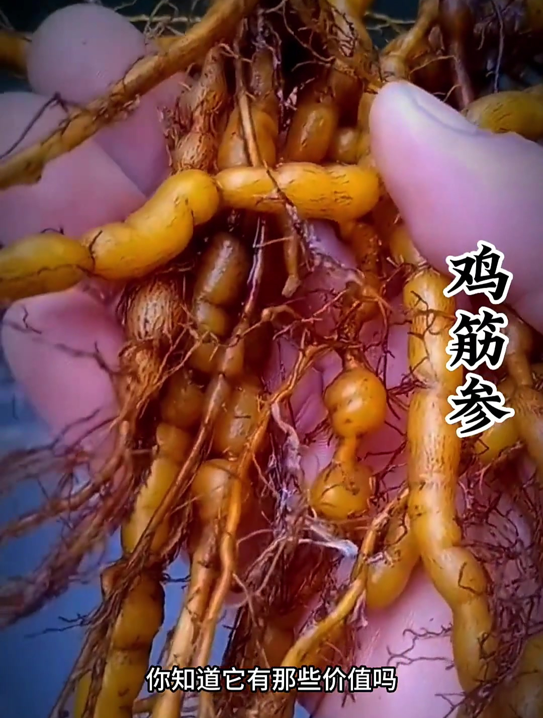 山中一宝——鸡筋参又称黄鸡胖,咳七风,你们了解它吗
