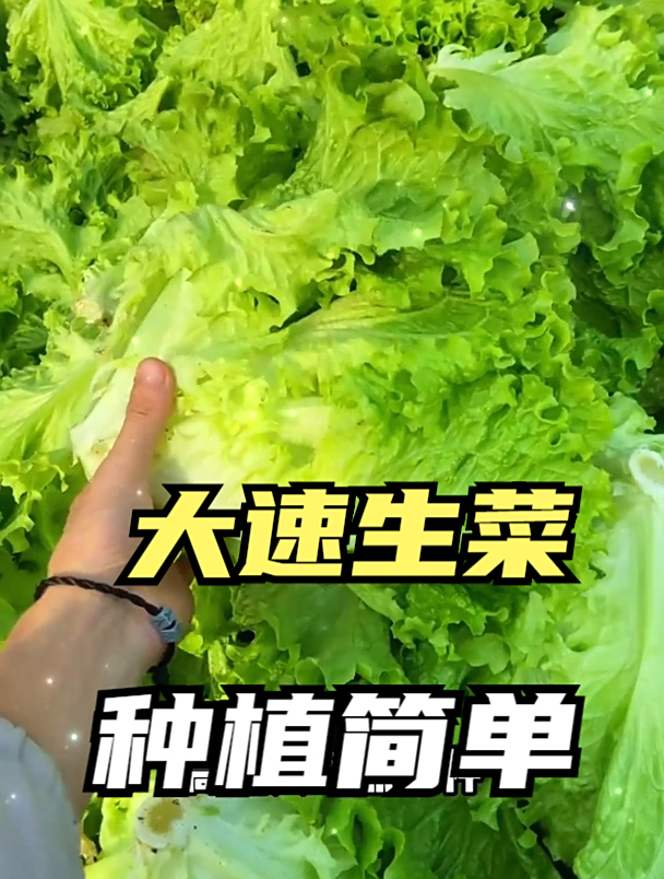 这菜在国内“无人问津”,卖到韩国却比牛肉贵,韩国主妇天天买!