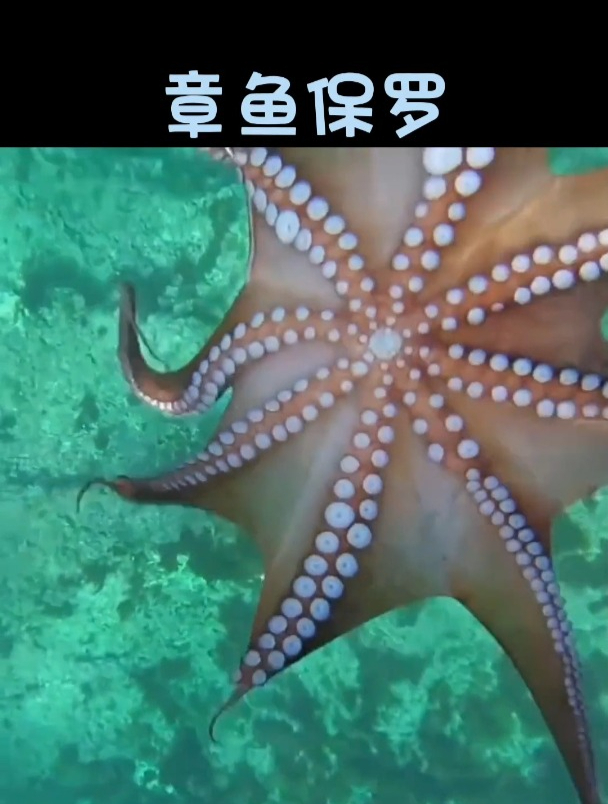 章鱼保罗睡着午觉被叫醒了