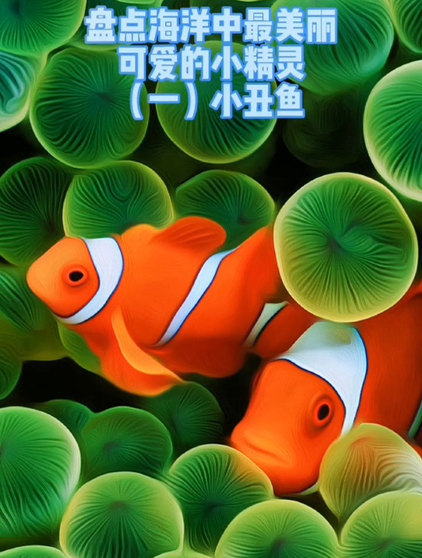 海底世界小丑鱼,美丽可爱的小精灵!