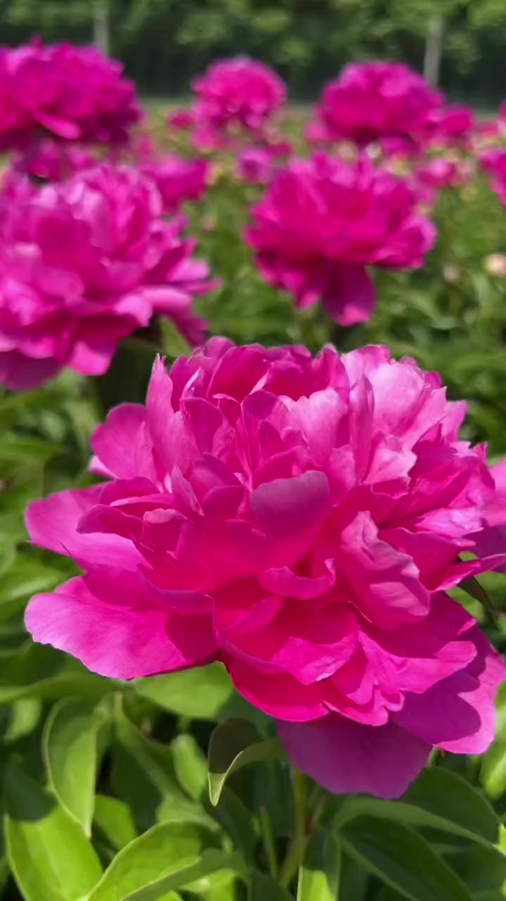 芍药是五月花神
