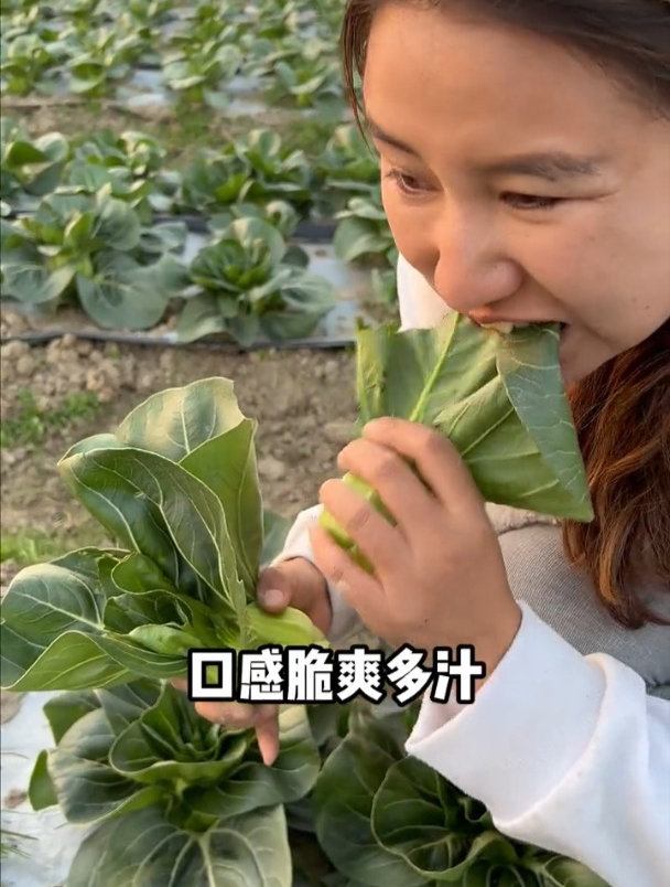 矮脚“小油菜”营养价值高,自己种就可以吃许久!