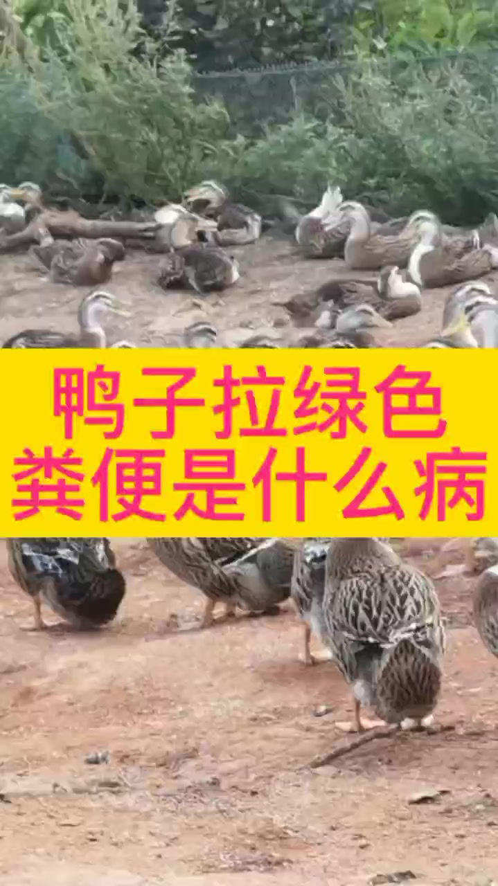 鸭子拉绿色粪便用什么 鸭子拉绿屎是什么病 鸭子拉绿色粪便腿软 鸭子拉绿色的怎么办