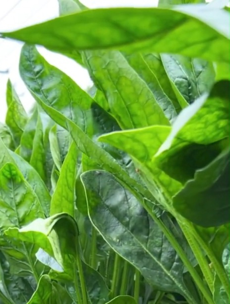 种菠菜一点很重要,掌握“时间”,菠菜才能长得好,又嫩又好吃!