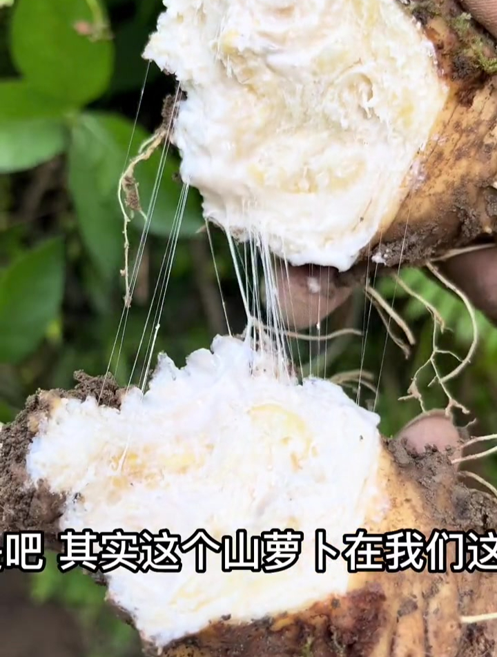 汤鲜味美的山萝卜来了,煲汤喝炖猪脚味道杠杠滴,牛乳液拉丝绝了