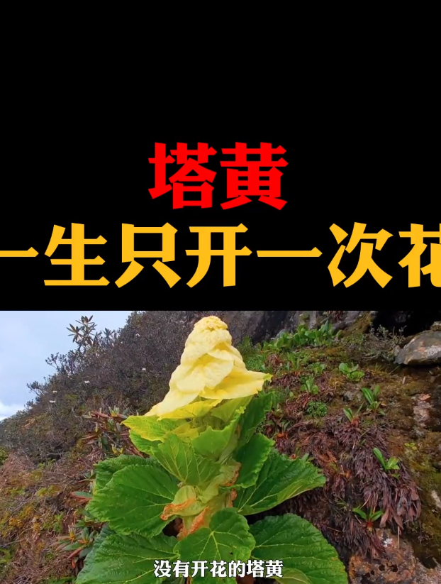 喜马拉雅山脉上的“大白菜”,一生只开一次花
