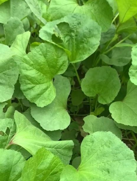 这种蔬菜抗寒力强,可多次采收,人称“冬寒菜”,北方常用它煮粥