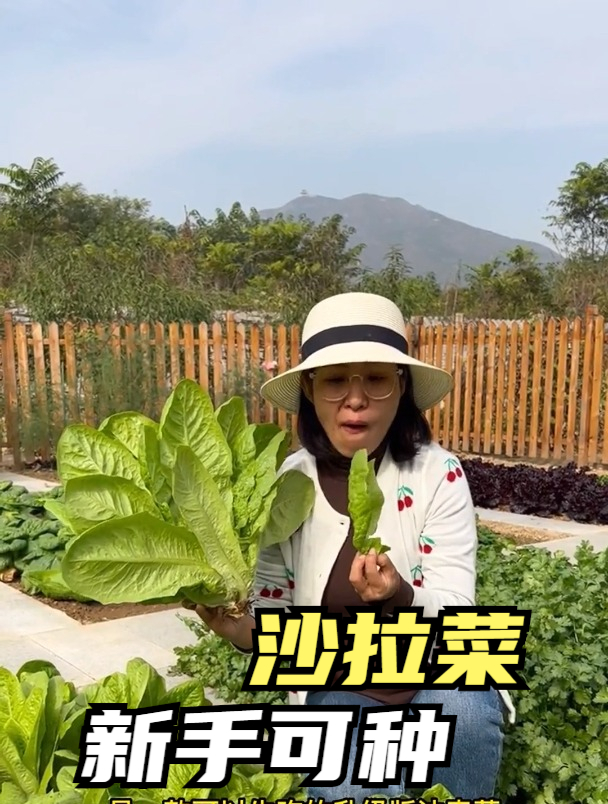 女子种菜竟然将生菜、油麦菜集合一体?这个沙拉菜有这么神奇吗