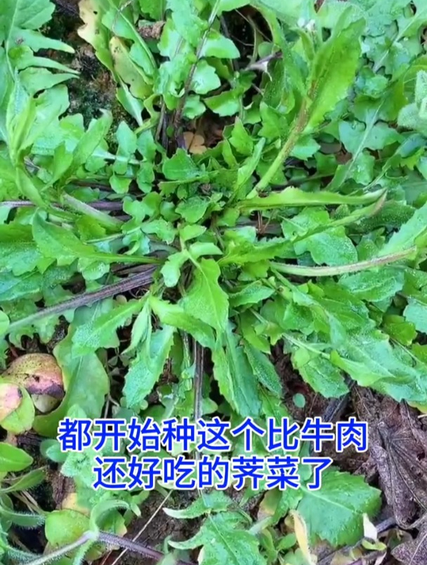 荠菜被誉为“癌症克星”,农村人都在吃,营养价值极高