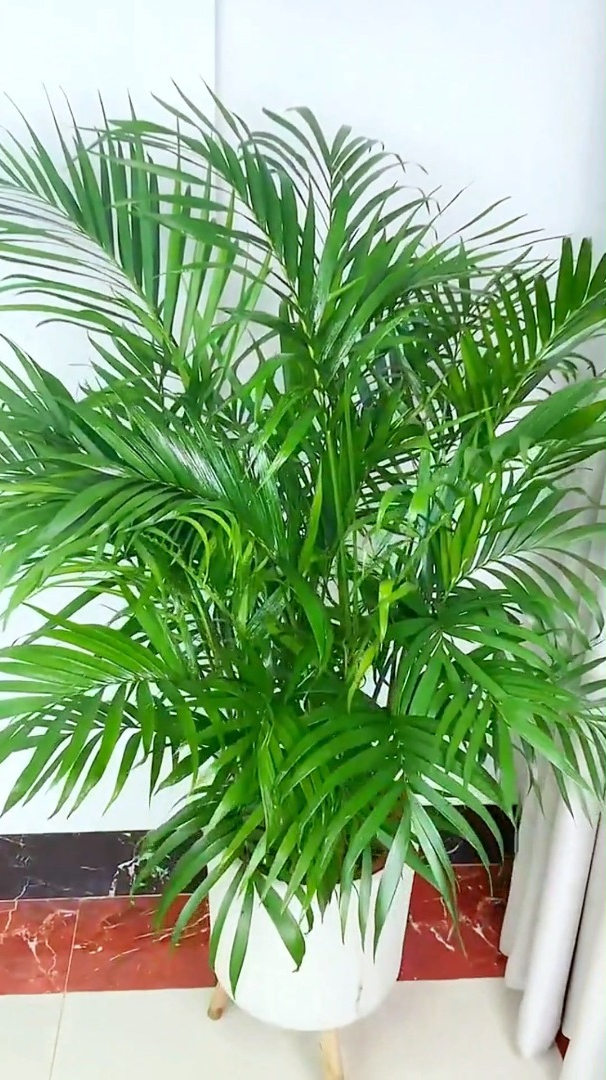 这样一盆的富贵椰子放在家里,整个客厅都不一样了!