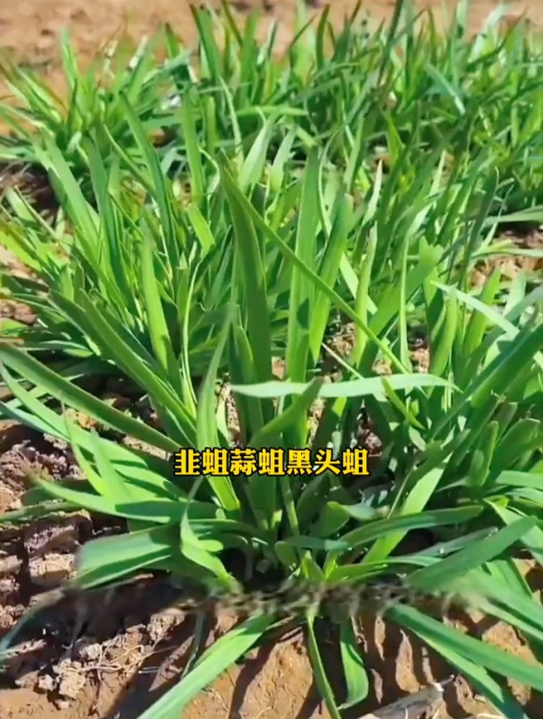 蔬菜种植,韭菜防治蛆虫的方法,来学习一下