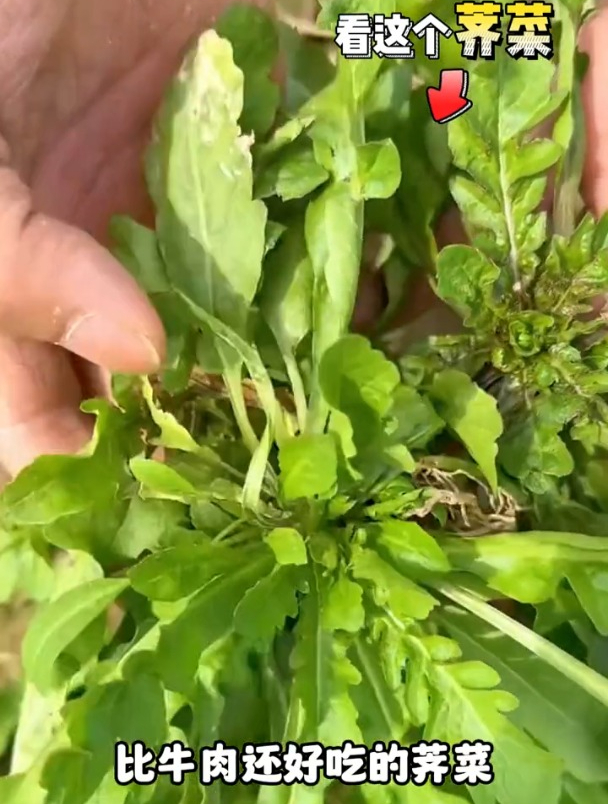 想吃荠菜买不到,那就自己种吧,很简单,荠菜多的吃不完