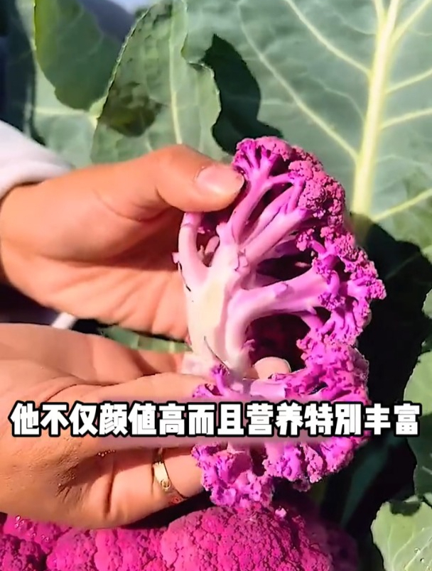 这种紫色花椰菜你见过吗?样子比牡丹美,既能观赏还能吃!