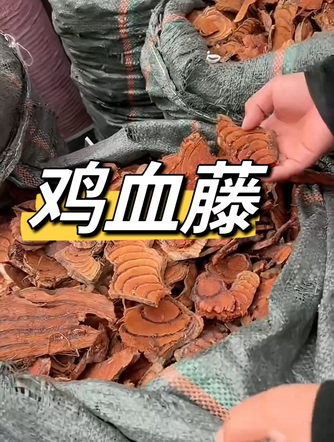 每天认识一味中药材-鸡血藤