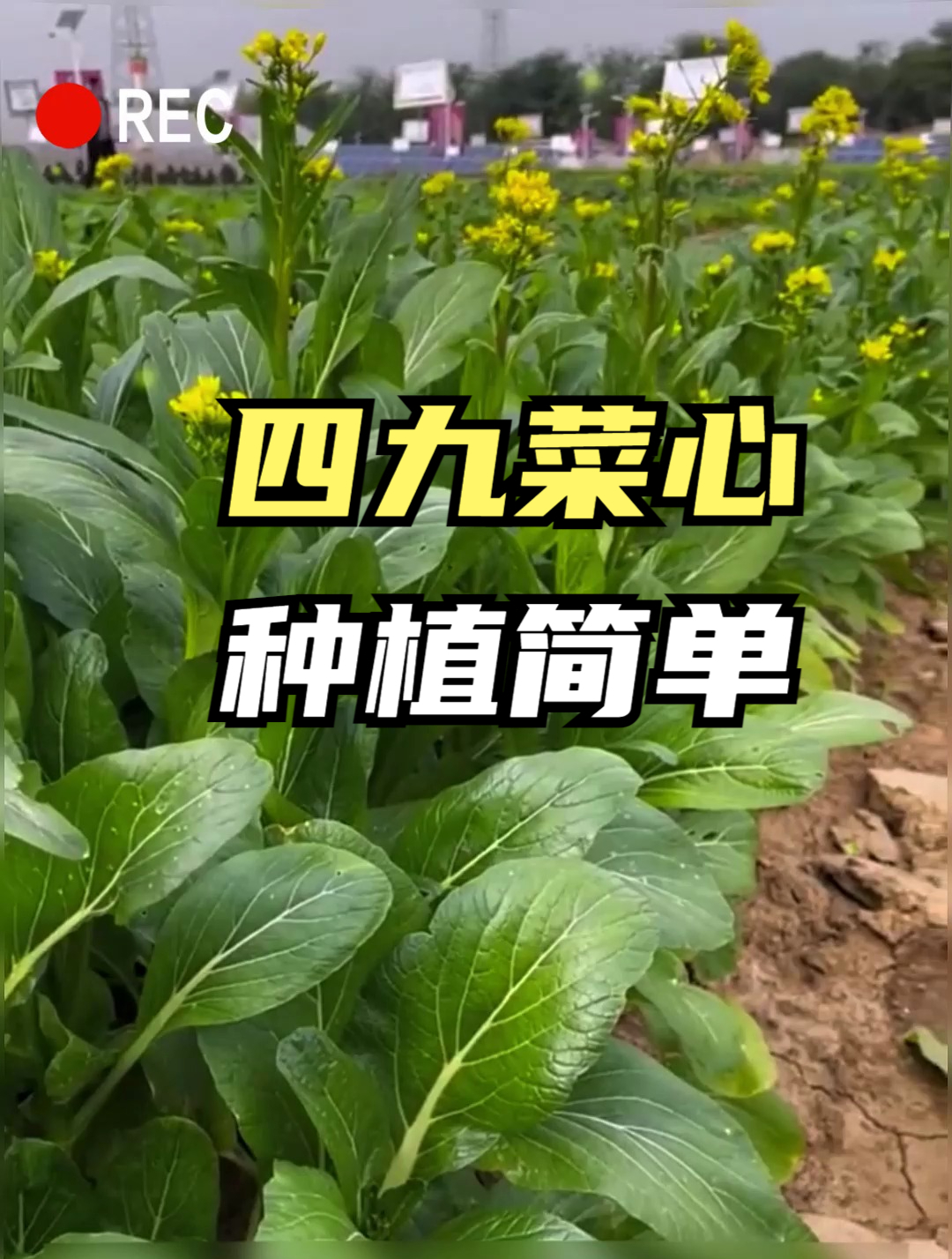 夏天适合种什么菜?那就是“四九菜心”,二十几天就能采收!