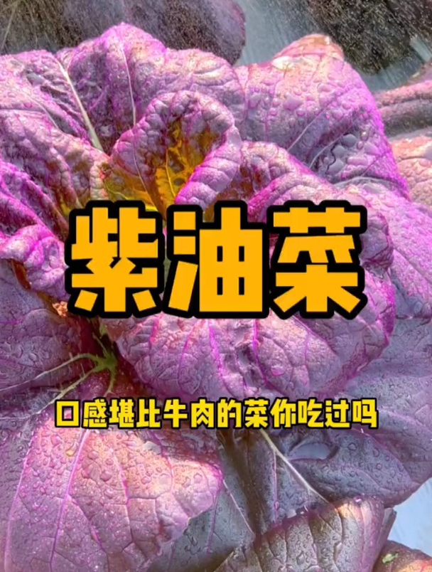 不招虫子的“紫油菜”你吃过吗?含丰富维生素和钙,营养又好看!