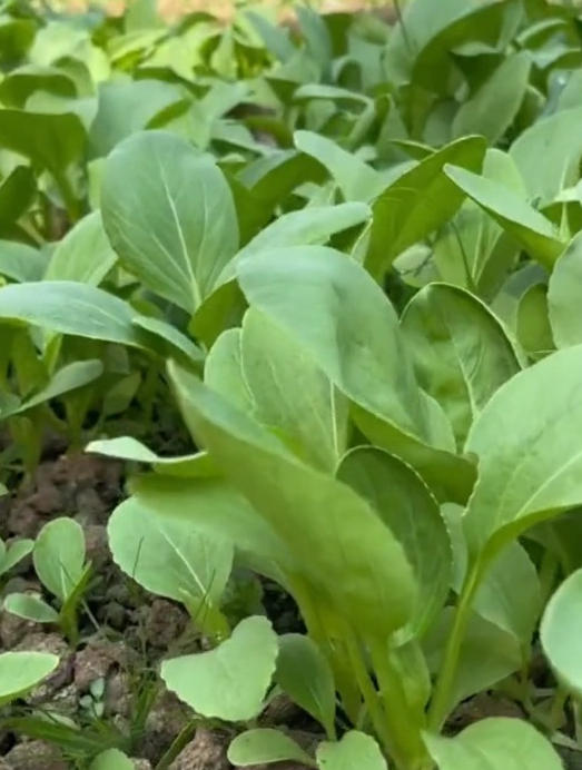 油菜中最特别的“品种”,3天就发芽,味道鲜美,很少有人知道!