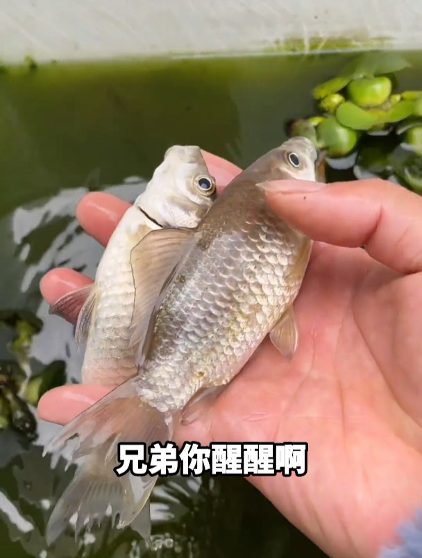 5只乌龟和20只龙虾养了15天,今天来他们换水,会有什么意外收获