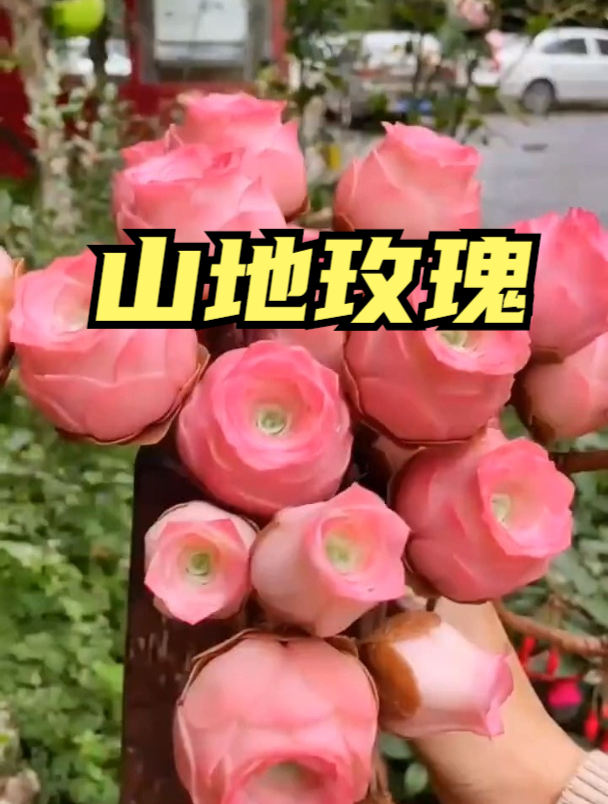 多肉界的扛把子,颜值界的天花板山地玫瑰