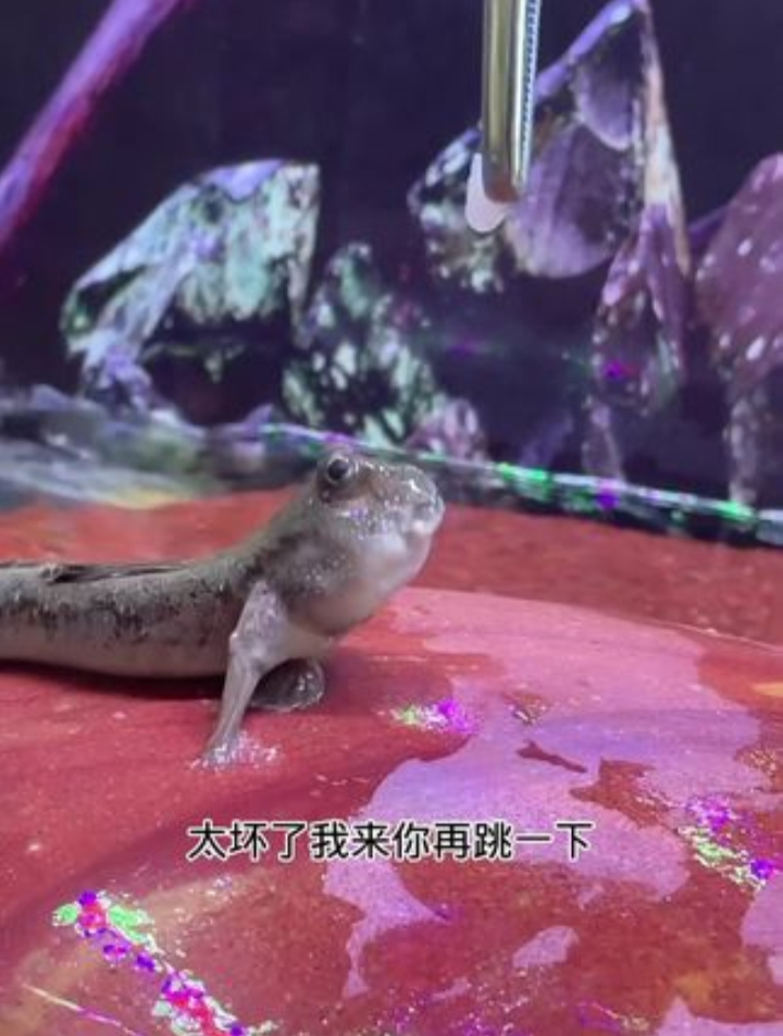 所以说 恐龙鱼太重要了 无可替代