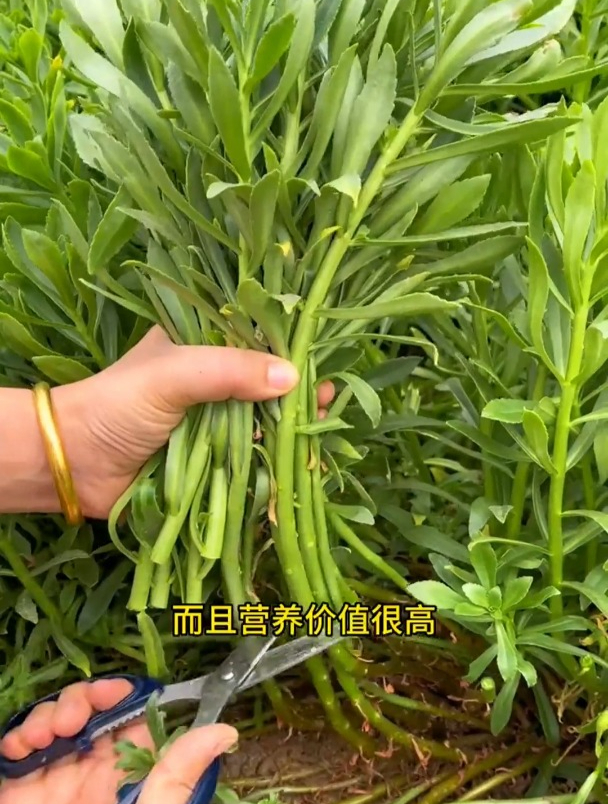 养心菜营养价值高,很多人在家种植,如何管理才能高产又高品质