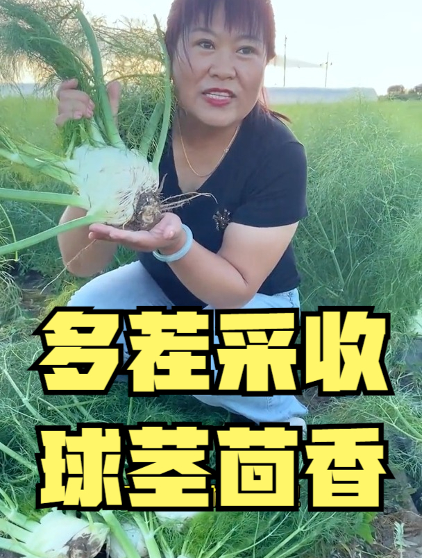 外国人爱吃,中国人却很难接受的奇葩蔬菜球茎茴香,茎和叶都能吃