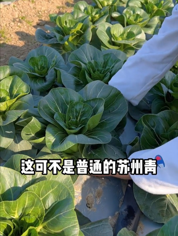 这到底是什么青菜?叶子比“猪耳”还大,好种还好吃!
