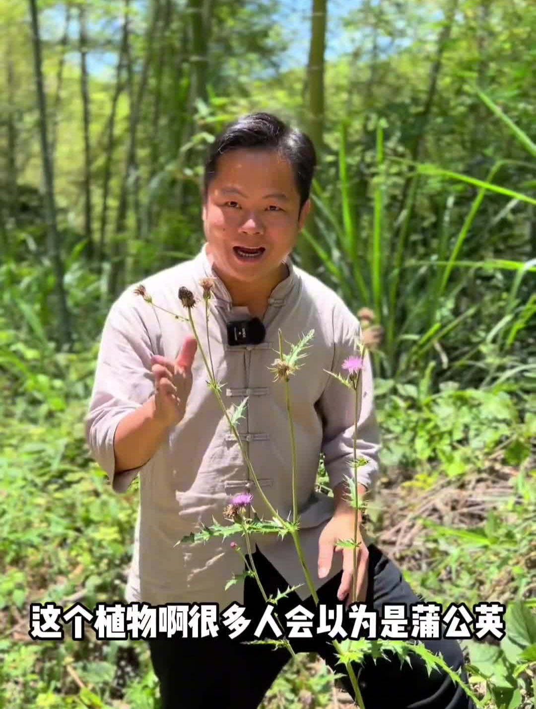 大蓟这个植物现在真的越来越少了,它说苏格兰的国花农村生活