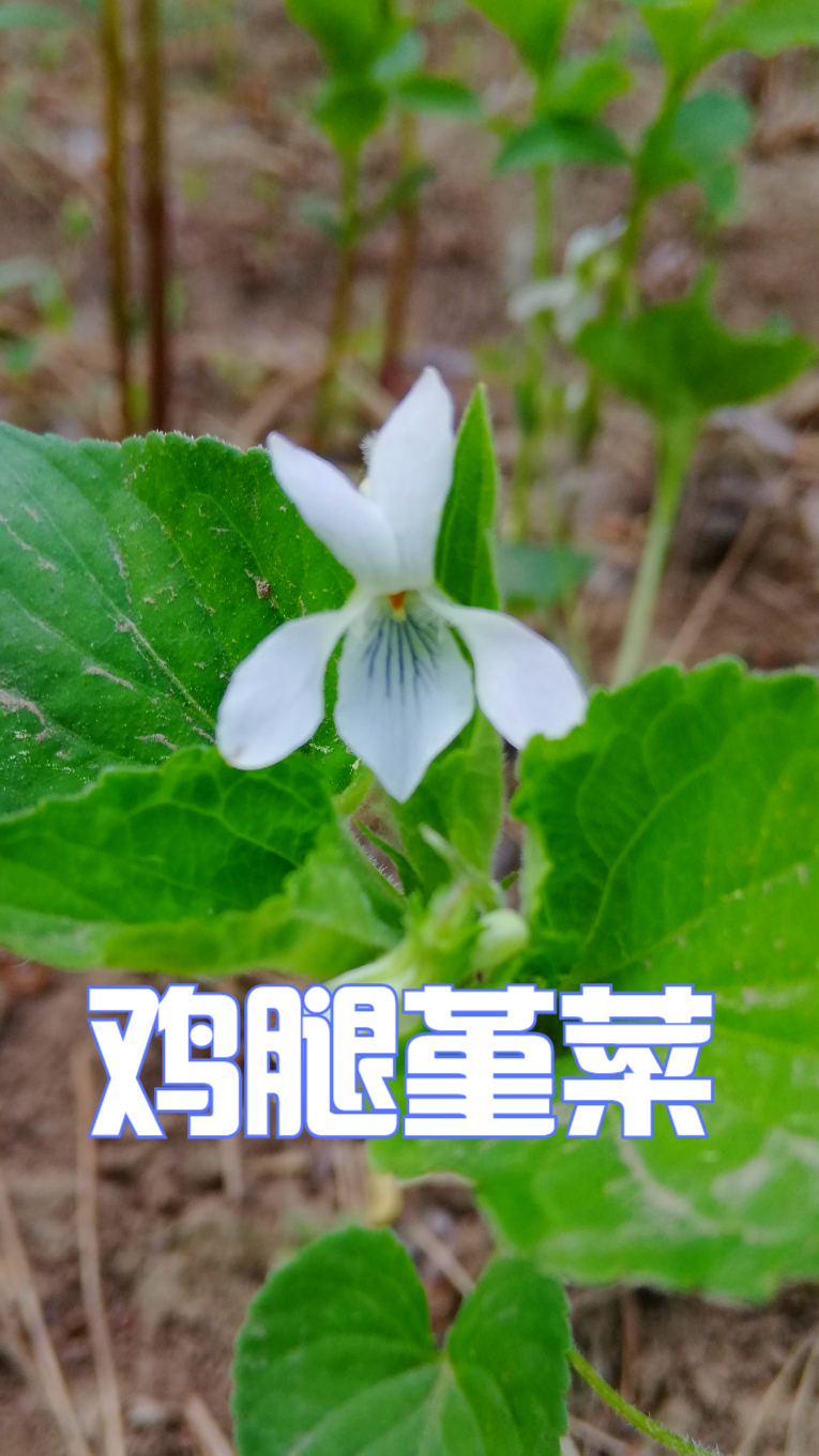 味道好,仙气儿十足的鸡腿堇菜