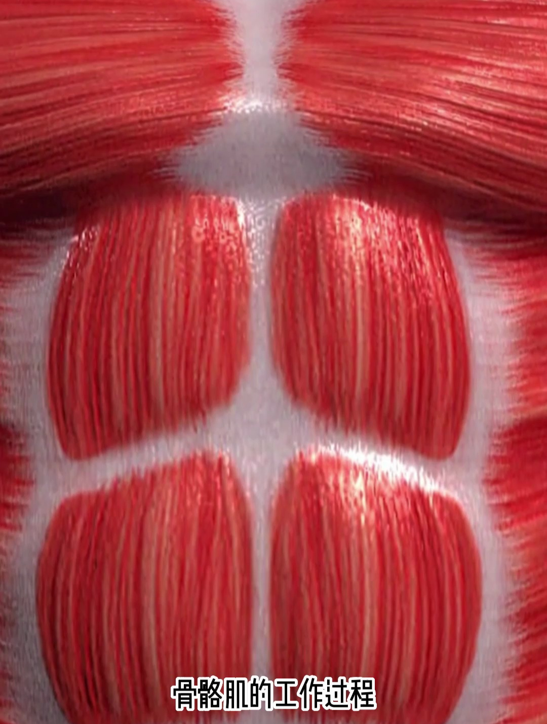 人体骨骼肌(3D动画演示)