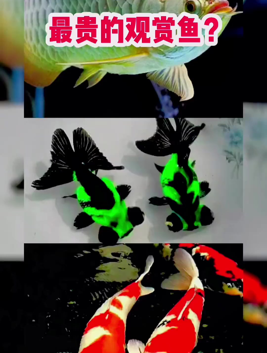 什么观赏鱼最贵?不要看不起每一位养鱼的人
