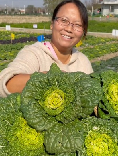 比大白菜好吃20倍的黄心乌蔬菜,耐寒可以过冬,正是种植的季节!