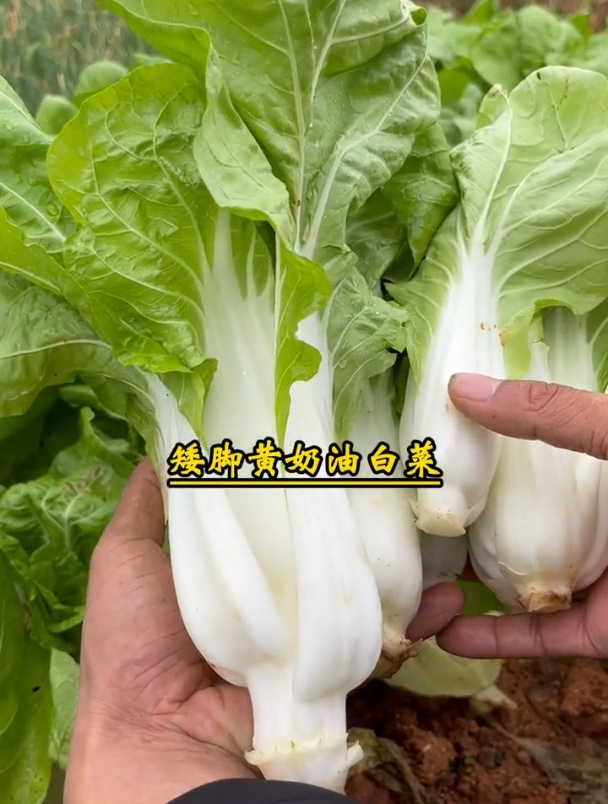 这种矮脚菜,不出地头就被“抢光”,农户:啥菜?如此受青睐