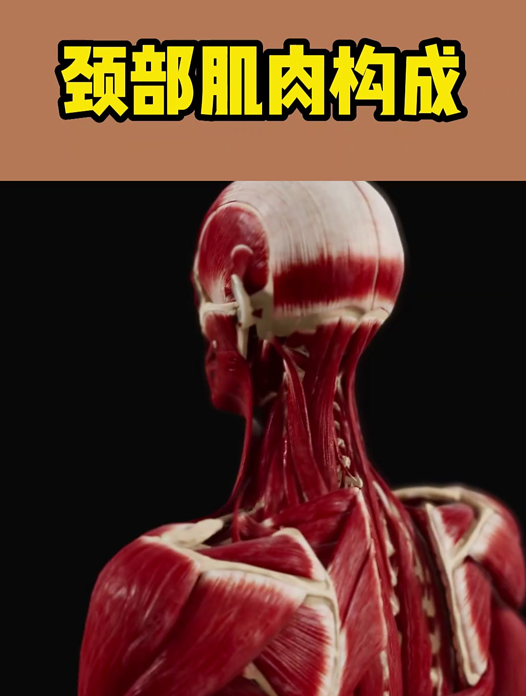 颈部肌肉构成(3D动画演示)