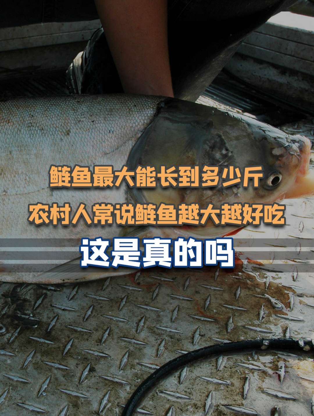 农村人常说鲢鱼越大越好吃,有科学依据吗?