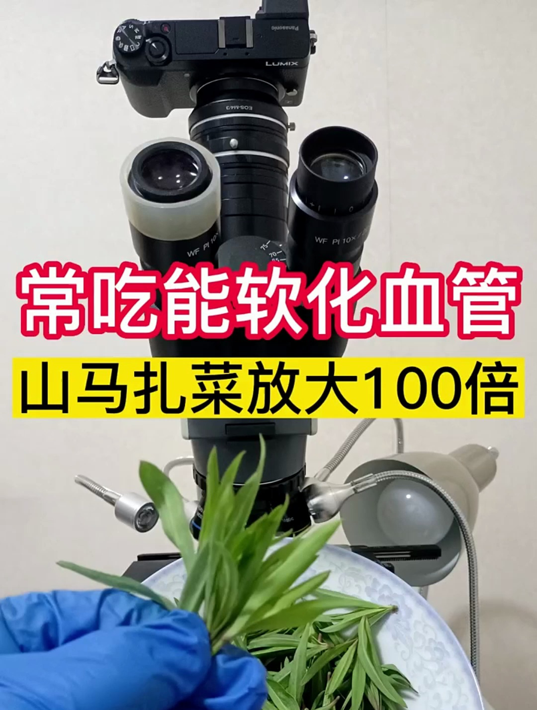 山马扎菜放大100倍