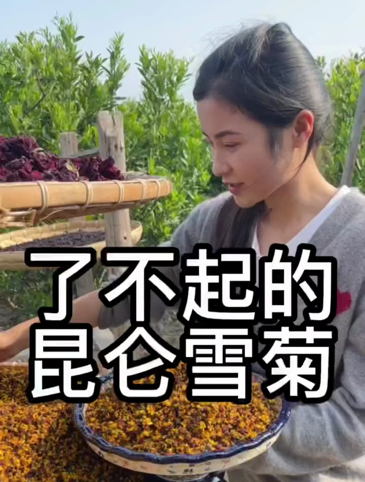 昆仑雪菊又名两色金鸡菊,是药食两用植物,你喝过它泡的茶吗?