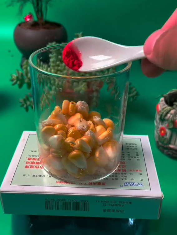 钓草鱼的自制饵料配方,主料是玉米,制作虽简单,效果却不一般
