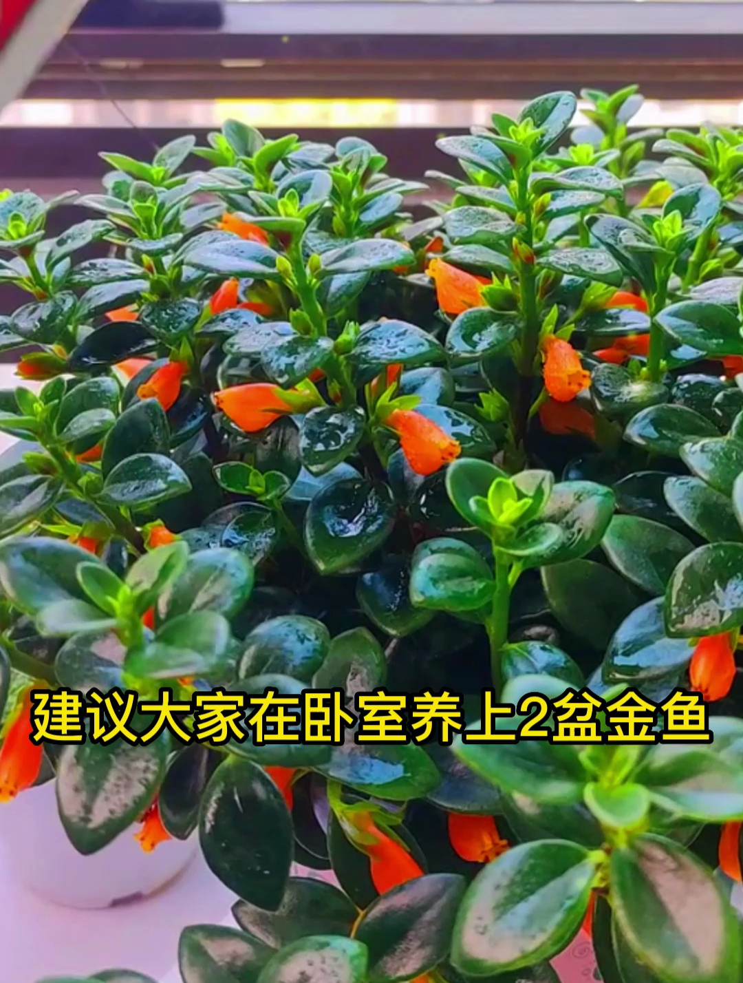 开花型类似“金鱼嘴”,一株还能变多个,它就是“金鱼吊兰”!