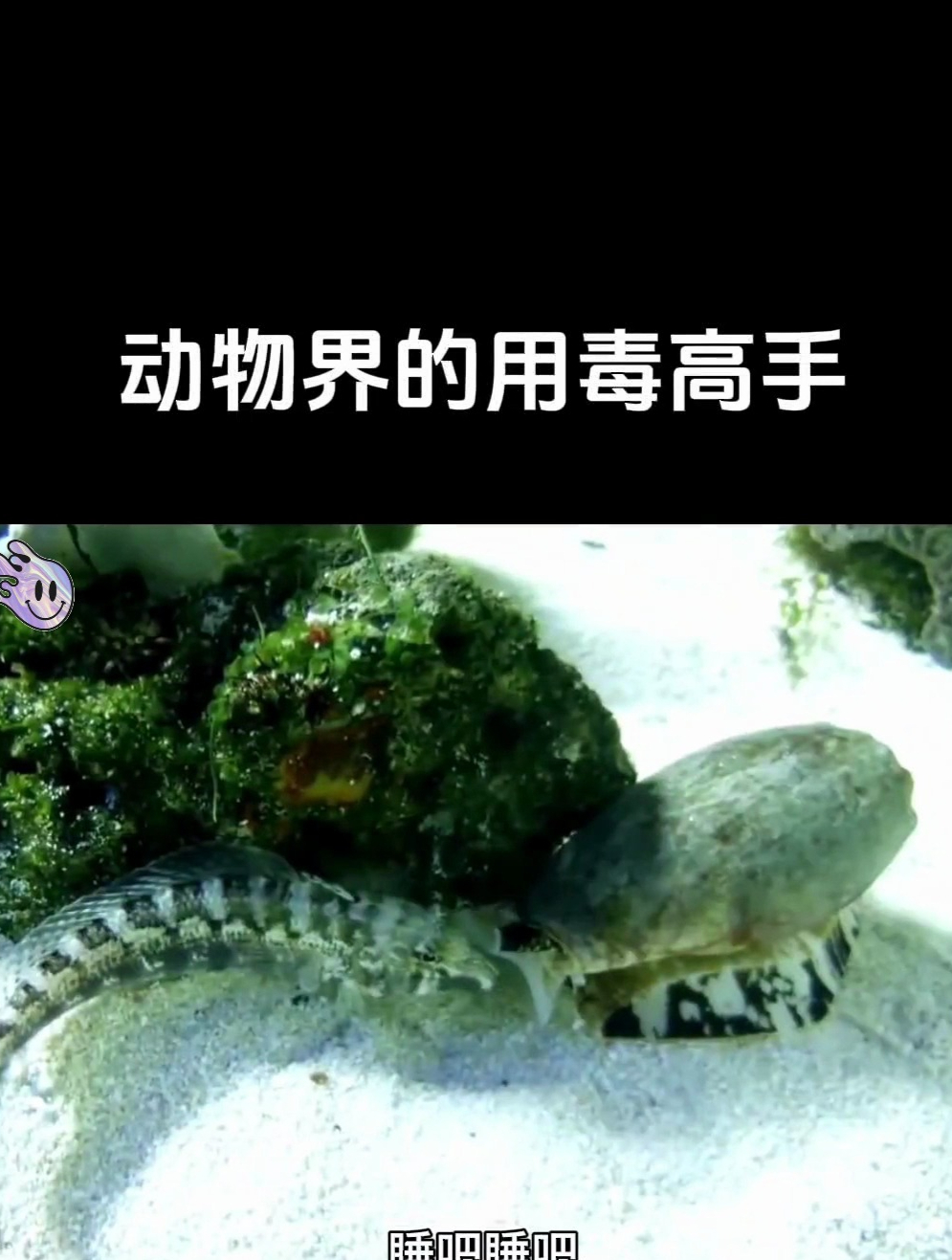 动物界的用毒高手 先催眠再吃掉 涨知识 海洋生物 鸡心螺