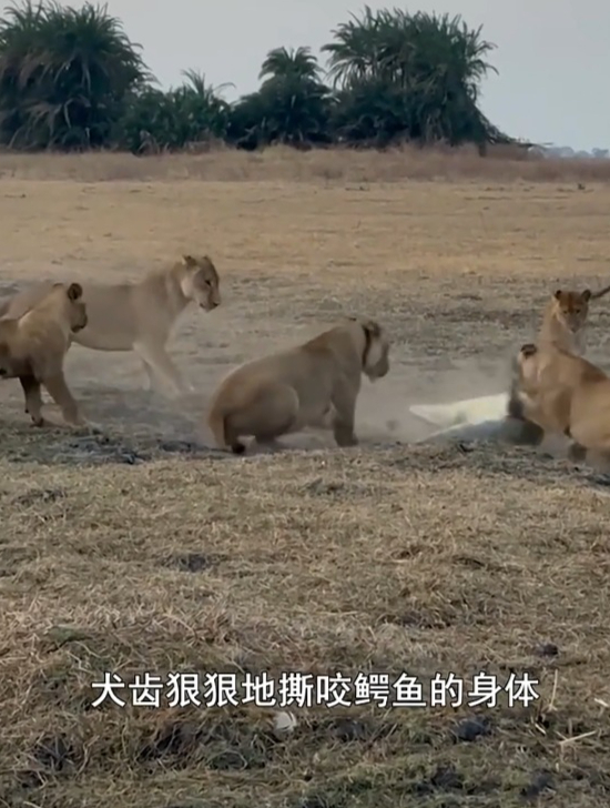 母狮子,集体围攻鳄鱼